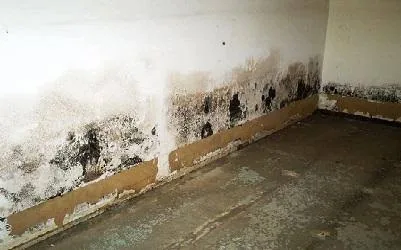 Mold growth on a water-damaged basement wall